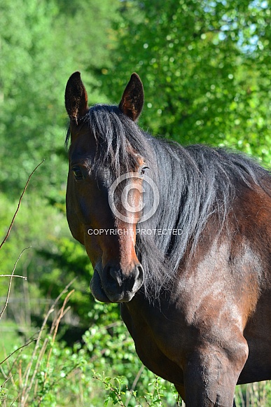 Warm blood horse Warm blood horse