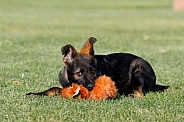 German shepherd puppy playing with a toy laying in the grass