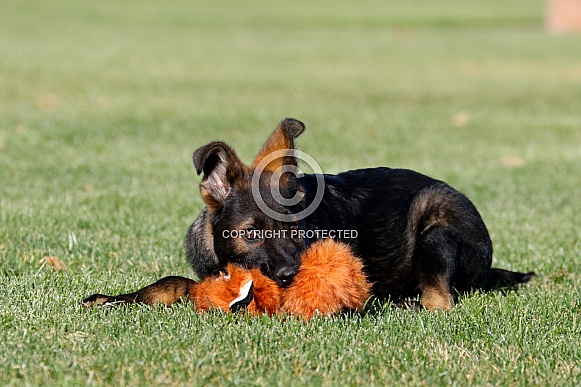 German shepherd puppy playing with a toy laying in the grass