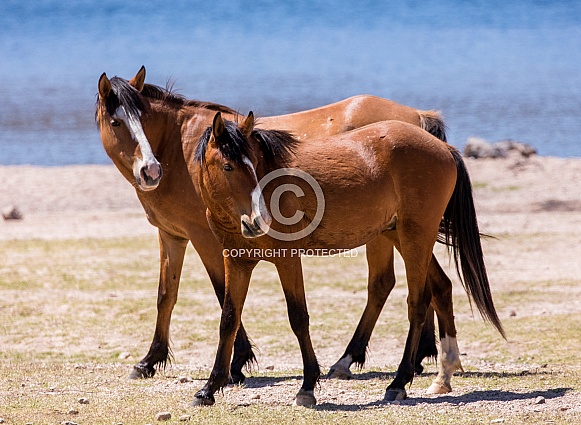Two wild horses by the water in Arizona