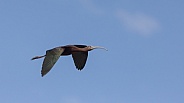 White Faced Ibis, Plegadis chihi