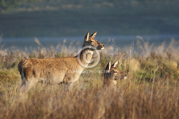 Female Red Deer