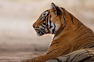 Beautiful tiger in the nature habitat. Tiger pose in amazing light. Wildlife scene with wild animal. Indian wildlife. Indian tiger. Panthera tigris tigris.