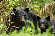 Black Bear and cubs