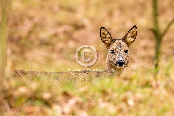 Roe deer doe Roe deer doe