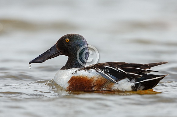 Northern shoveler