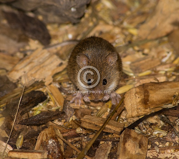 Harvest Mice