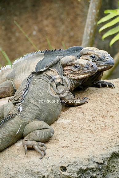 Rhinoceros Iguana Rhinoceros Iguana