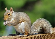 Squirrel