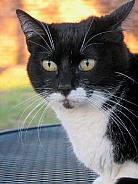 Tuxedo Female Domestic Cat