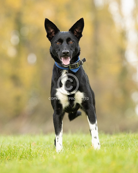 Black Border Collie