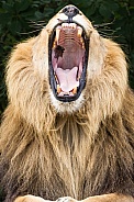 Yawning African Lion