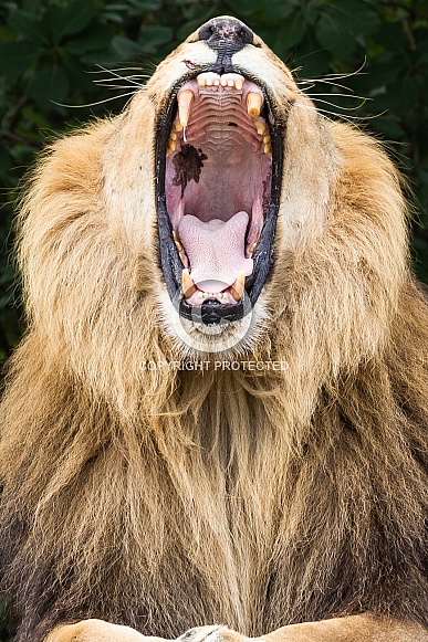 Yawning African Lion Yawning African Lion