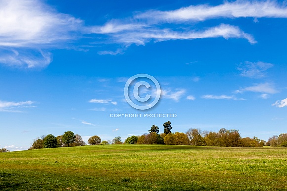 Hils and trees Hils and trees