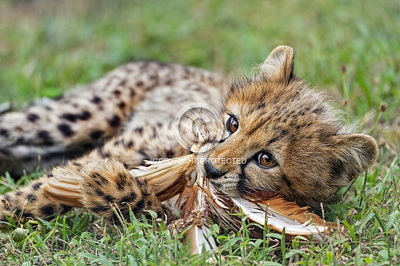 Cheetah cub