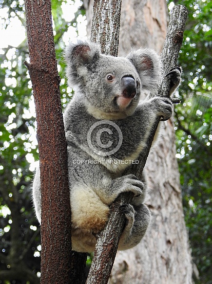 Australian Koala Australian Koala