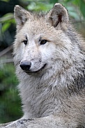 Hudson bay wolf (Canis lupus hudsonicus)