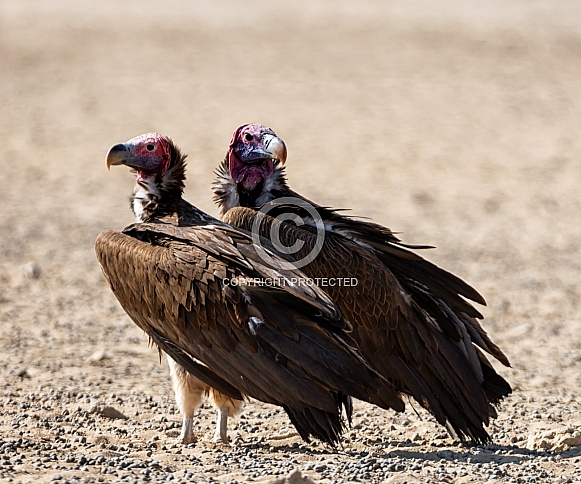 Lappet-faced Vultures