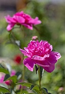 Pink Peony Flowers standing tall in the sunlight