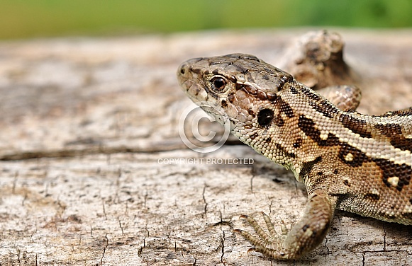Sand lizard