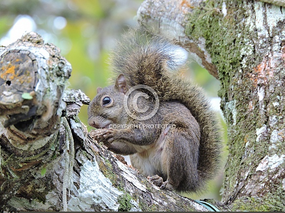 Grey Squirrel