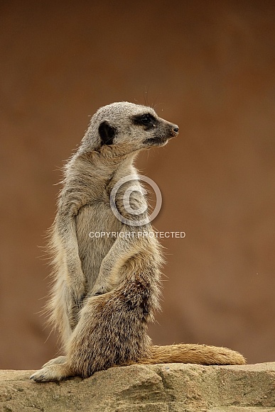 Meerkat Meerkat
