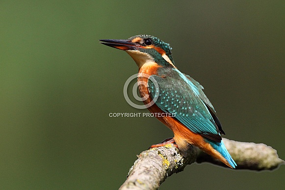 Kingfisher Kingfisher