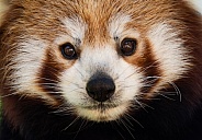 Red Panda