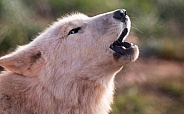 Arctic Wolf Close Up Howling