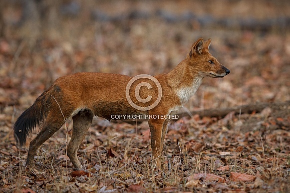 Indian wild dog pose in the nature habitat