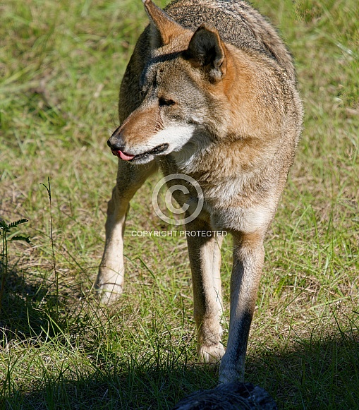 Red Wolf
