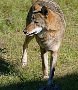 Red Wolf