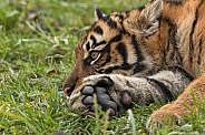 Sumatran Tiger Cub Lying Down