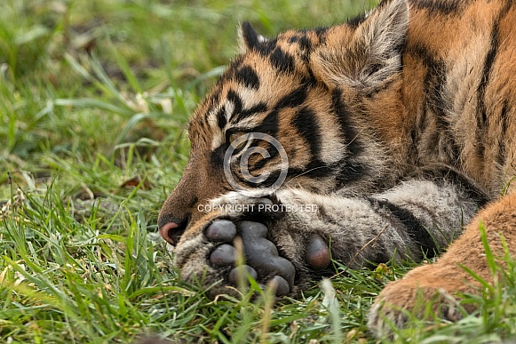 Sumatran Tiger Cub Lying Down