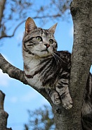 Watchful Tabby Cat