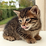 Domestic Kitten Licking its Nose