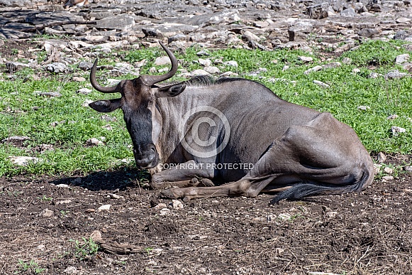 Wildebeest