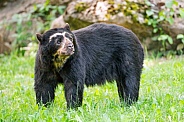 Spectacled bear in the grass
