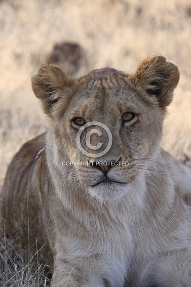 African Lioness
