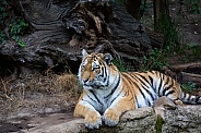 Amur tiger