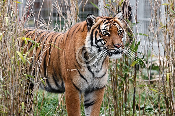 Female Malaysian Tiger