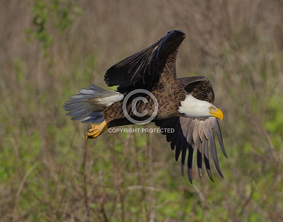 Bald Eagle