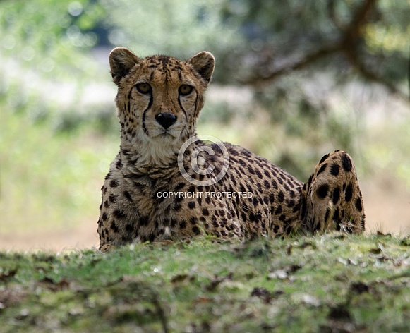 Cheetah