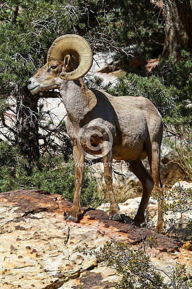 Bighorn Sheep Ram