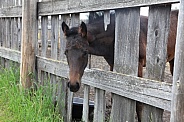 Thoroughbred foal and fence