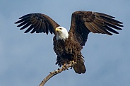 Bald Eagle