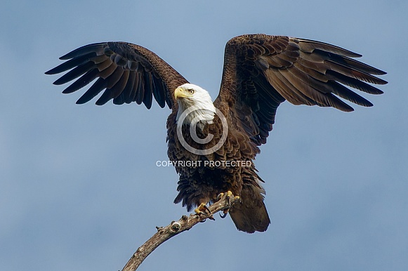 Bald Eagle