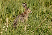 Hare