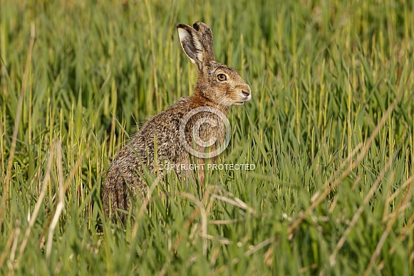 Hare Hare