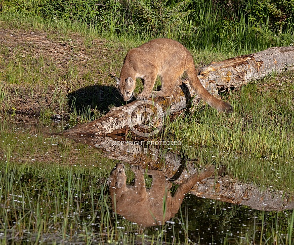 Juvenile Mountain Lion Juvenile Mountain Lion